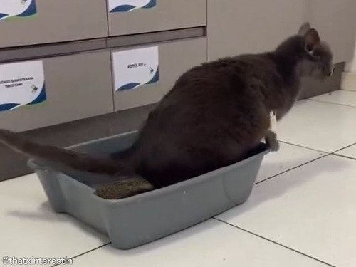 猫がちゃんと砂の上でトイレをしようとしたら…予想もしない失敗に終わる