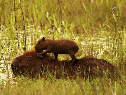 カピバラと他の動物たち17
