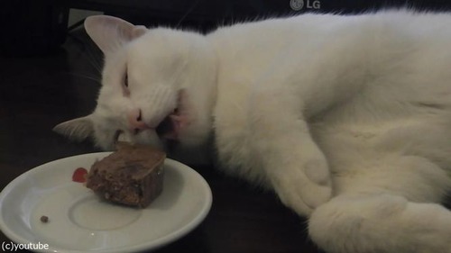 「この猫、夢を見てる」02