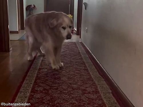 年老いて満足に動けなくなった愛犬の…飼い主を見て興奮したときの行動