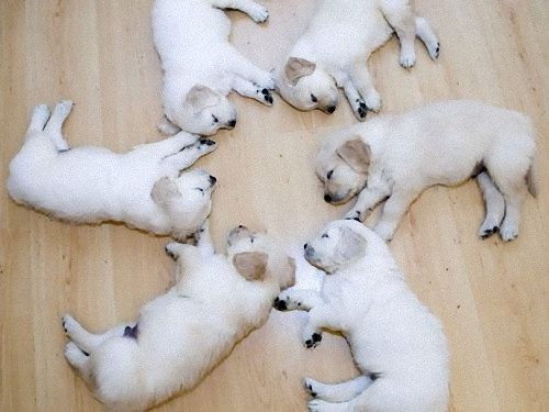 疲れ果てた犬と猫00