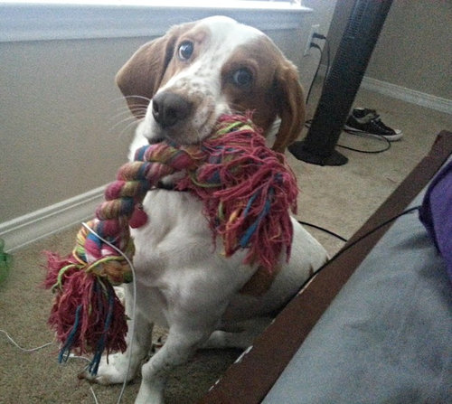 毎朝起こしてくれる犬や猫15