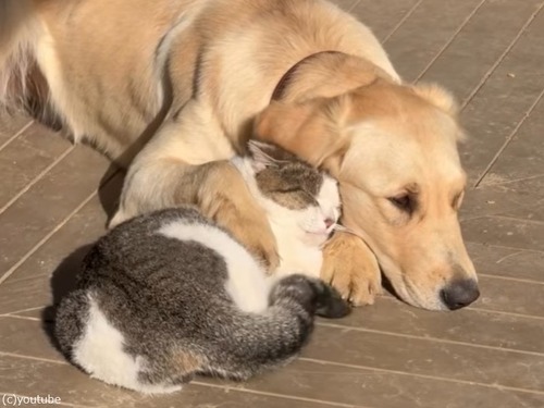 「しっぽの動きに注目…」犬と猫の仲良しぶりにほっこり
