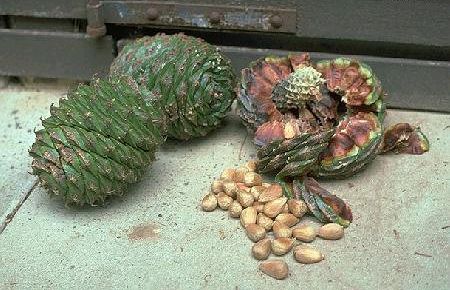 巨大松ぼっくり04