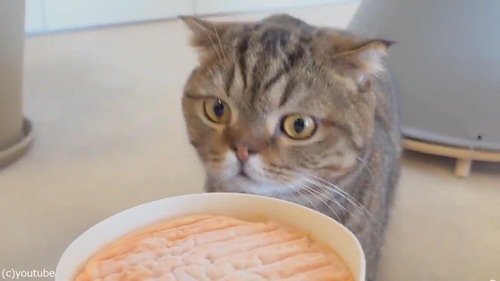 �ˤ����������ʥ�������ǭ01