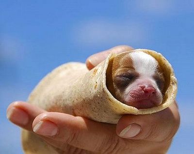 ゴクリ 食べちゃいたいほどかわいいペットたちの写真12枚 らばq