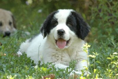 ������Ĺ15