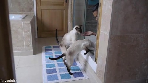 ����ͤΥ����������ǭ�ϡ�04