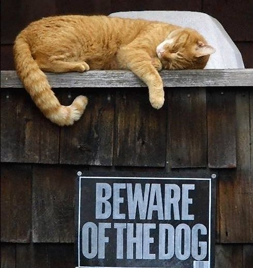 「猛犬注意」の看板14