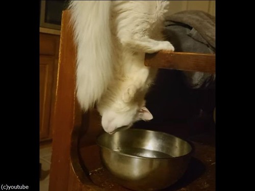 アクロバティックな姿勢で水を飲む猫