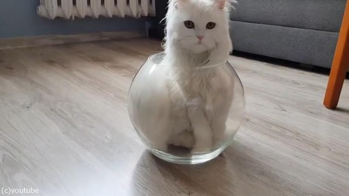 やっぱり液体だ…金魚鉢に入る猫04
