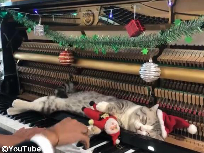 猫 クリスマスのピアノ演奏にウットリする 動画 らばq