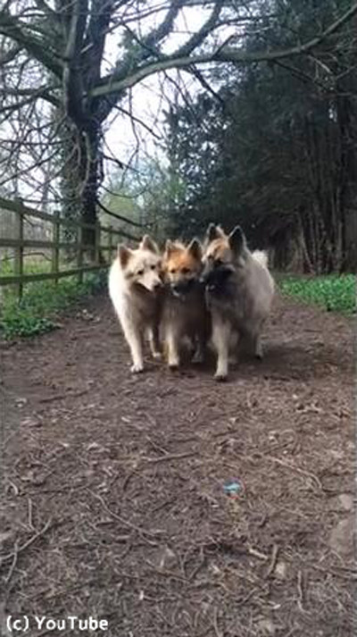 チームワーク抜群なワンコたち04