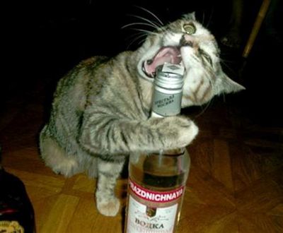 こんな猫はいやだ11
