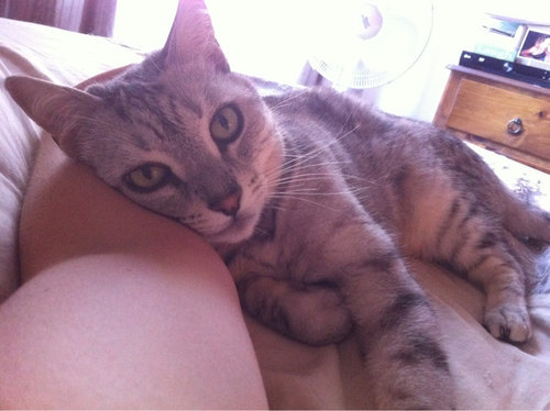 毎朝起こしてくれる犬や猫04