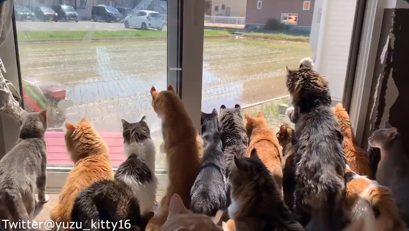 猫の集団が 田植えに夢中になる 動画 らばq 猫の集団が 田植えに夢中になる 動画 らばq