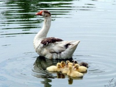 そっくりな動物親子12
