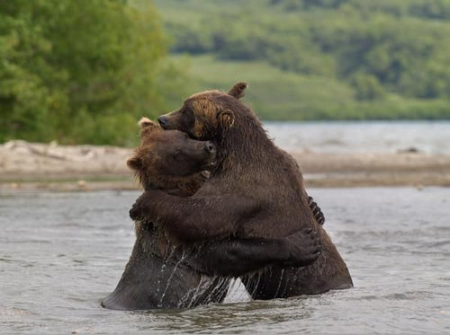人間みたいなクマ04