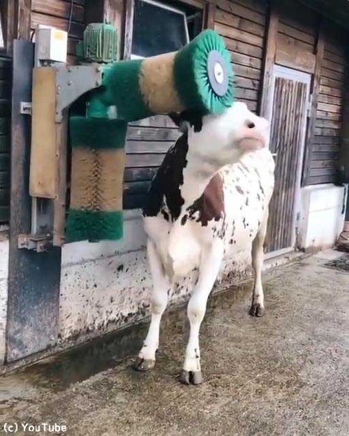 ブラッシングに大喜び01