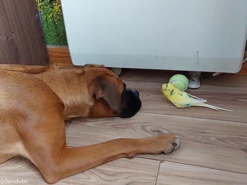 インコと犬が仲良く遊ぶ 巨人と小人くらい大きさが違うふたり 動画 らばq