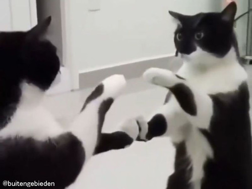 フレンドリーな猫が鏡の自分を見て…ロマンチックな出会いになる