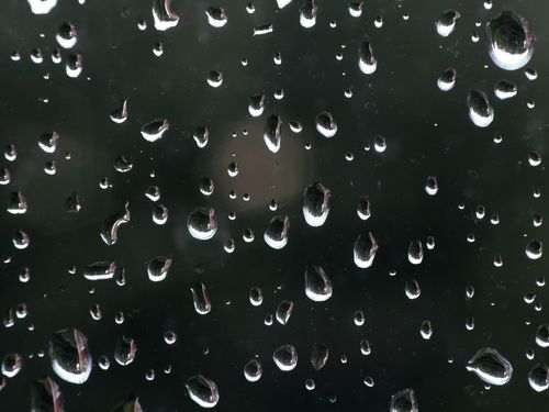 うちの犬が雨の日に外に出る格好00