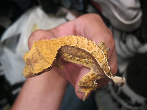 悪魔の使い」と恐れられているヤモリの姿が話題に : らばQ