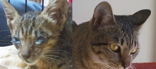 救助された犬や猫14