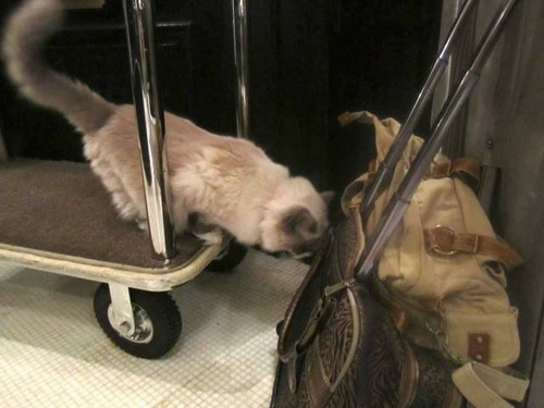 ホテルに勤続7年の猫が引退02