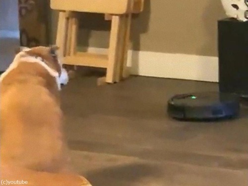 ロボット掃除機と犬00