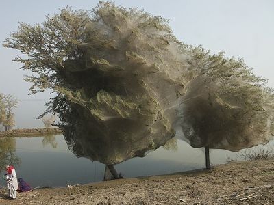 パキスタンでクモ大発生01