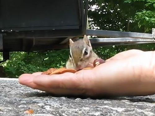 リスとアーモンド01