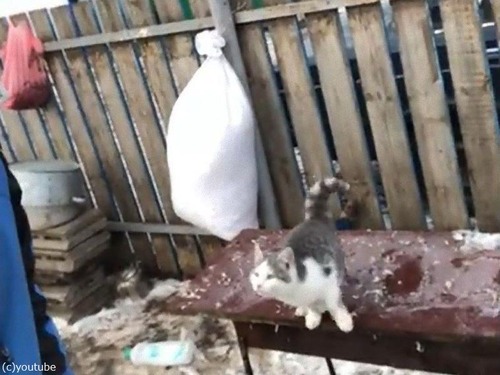 �����礵��θ���ķ�Ӿ�����Ȥ���ǭ02