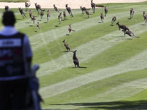 カンガルーのゴルフ場侵略02