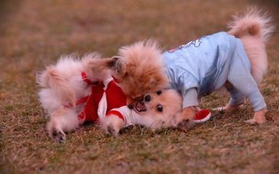 子犬の対決11