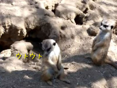 眠いミーアキャット