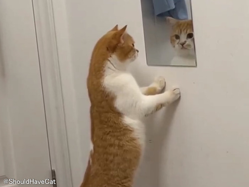 鏡に写った自分を見つめる猫の…かわいいリアクション