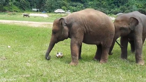 赤ちゃんゾウはサッカーに夢中02