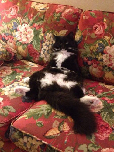 なぜ猫はえらいのか02