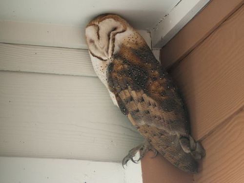 フクロウのカモフラージュ能力03