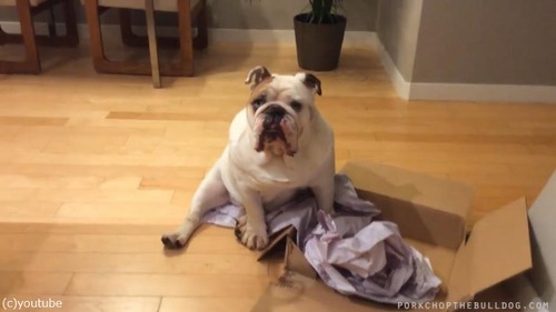 �֥�ɥå��֤ɤ����Ƥ⤳��Ȣ�������ʤ�Ǥ���04