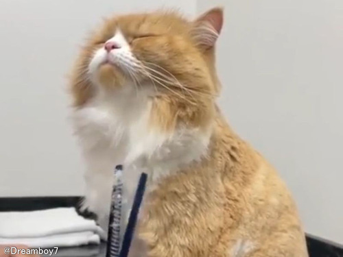 気持ち良さげな猫…達人の手にかかればヘアカットさえも気持ちいい