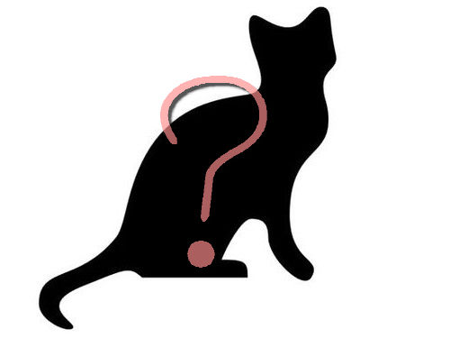 猫が太りすぎたと思うとき00