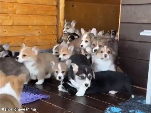 「子犬好きの心をわしづかみにする瞬間がこちら」