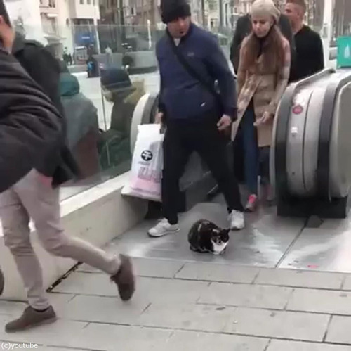 猫「知ったこっちゃねぇ」03