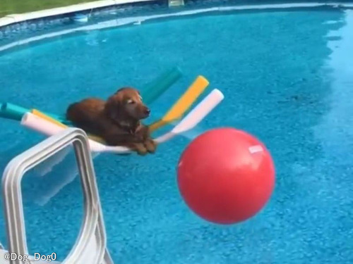 優雅な過ごし方が何たるかを心得ている犬…プールでぷかぷか