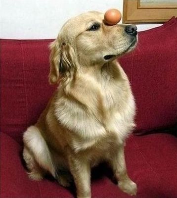 卵犬01