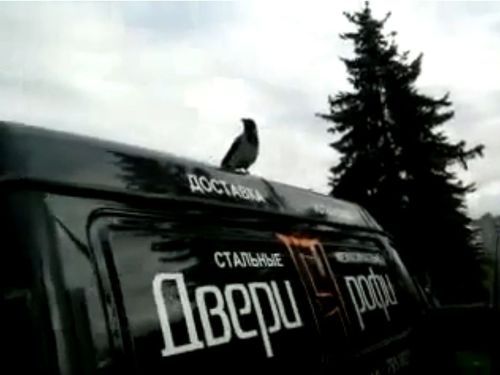 鳴き声がおかしいカラス01