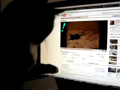 Youtubeを理解できない猫