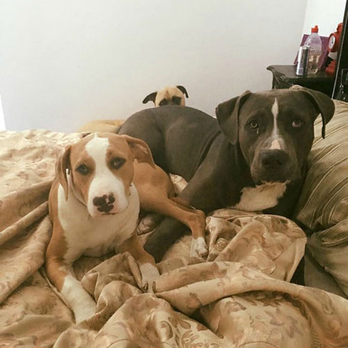 遠くからこっそり見る犬09